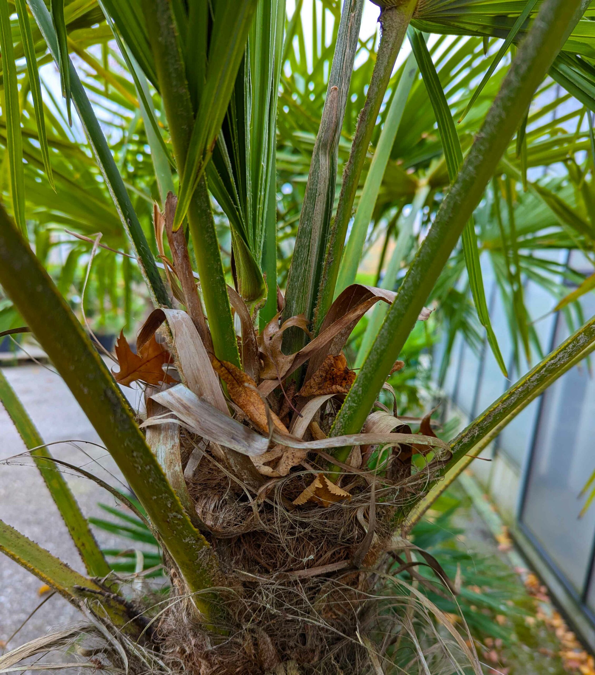 Palmenherz vor Frost schützen