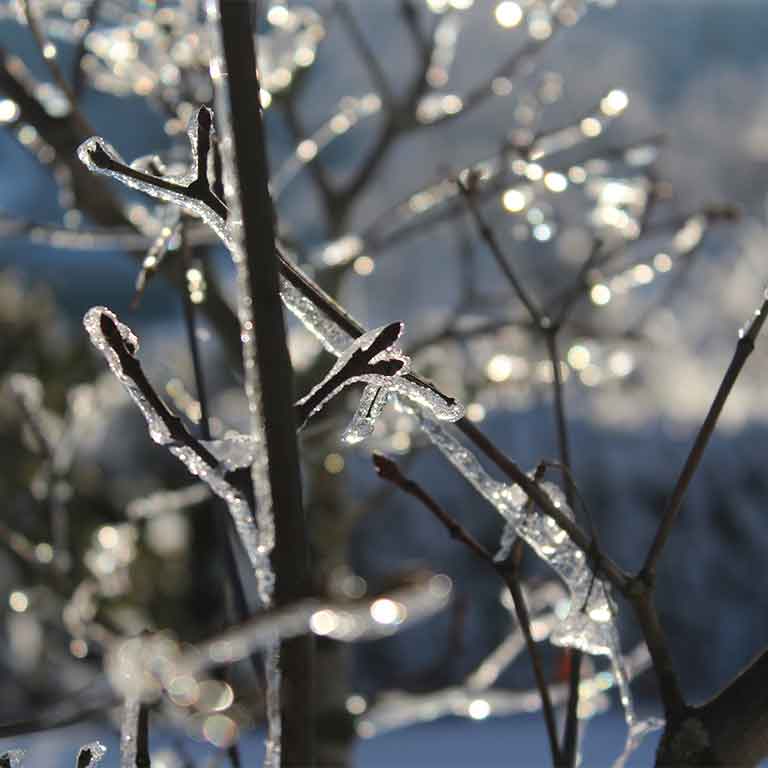 Winter für Gartenplanung nutzen