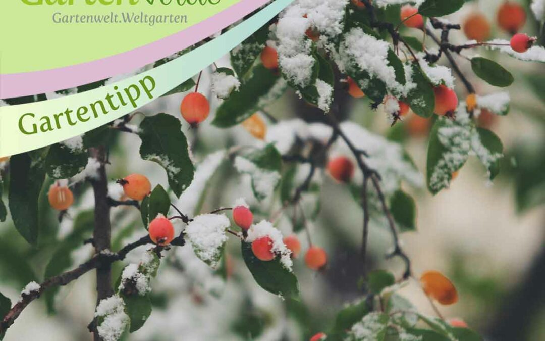 Gartentipps Winterpflege