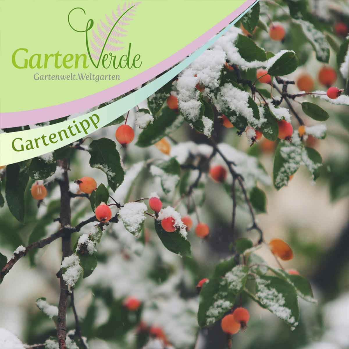 Gartentipp Winter